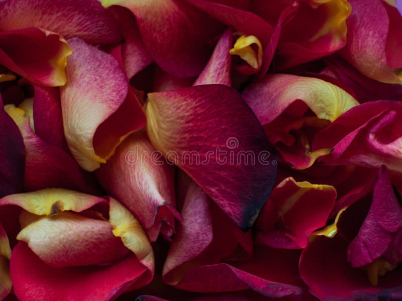 Un primo piano di petali rossi e gialli fotografie stock libere da diritti