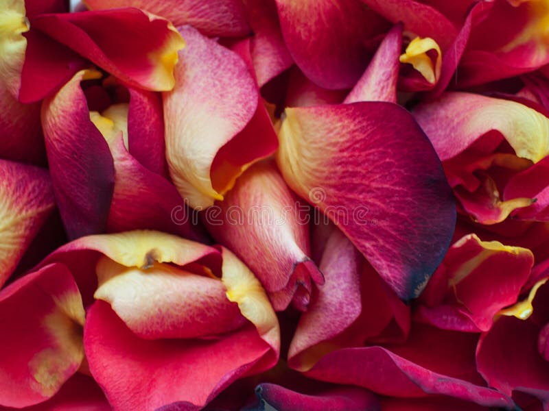 Un primo piano di petali rossi e gialli fotografia stock libera da diritti