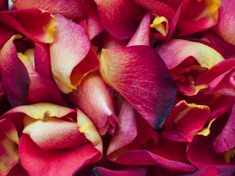 Un primo piano di petali rossi e gialli fotografia stock libera da diritti