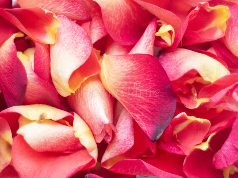 Un primo piano di petali rossi e gialli fotografie stock