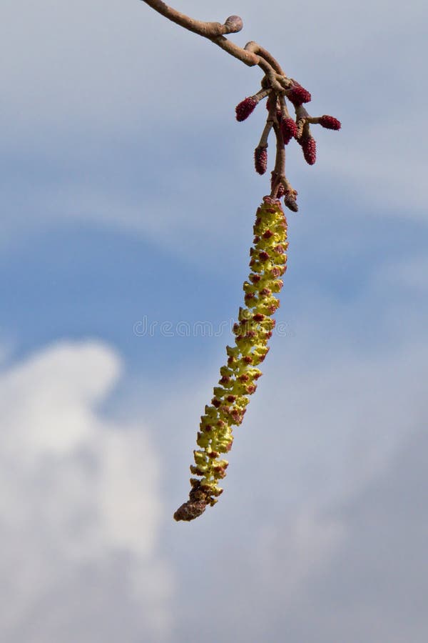 Un primo piano nocciola maschio del gattino - Corylus fotografie stock Un primo piano nocciola maschio del gattino - Corylus fotografie stock