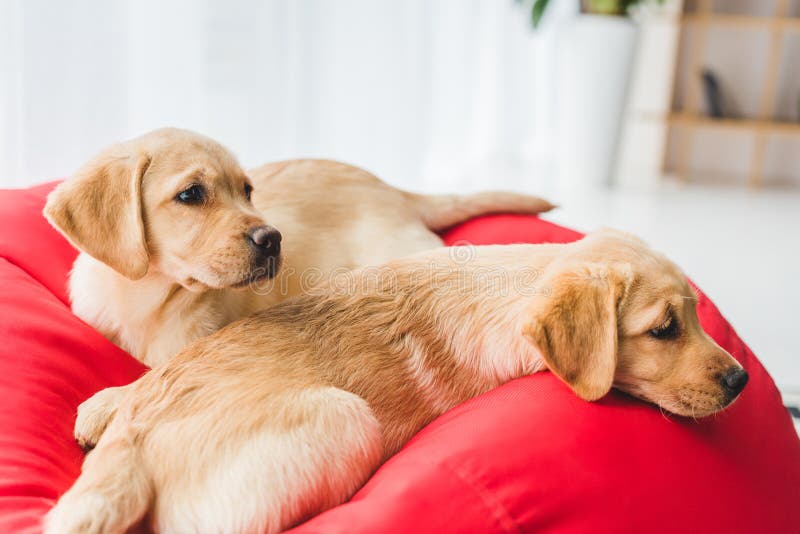 Un punto di vista del primo piano di due cuccioli beige che si trovano sul rosso fotografie stock Un punto di vista del primo piano di due cuccioli beige che si trovano sul rosso fotografie stock