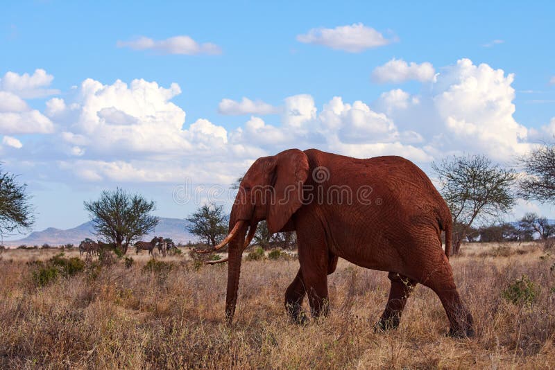 Un punto di vista di un elefante di camminata con le zanne ed il tronco Erba asciutta sul safari africano con gli alberi ed il gr fotografia stock Un punto di vista di un elefante di camminata con le zanne ed il tronco Erba asciutta sul safari africano con gli alberi ed il gr fotografia stock