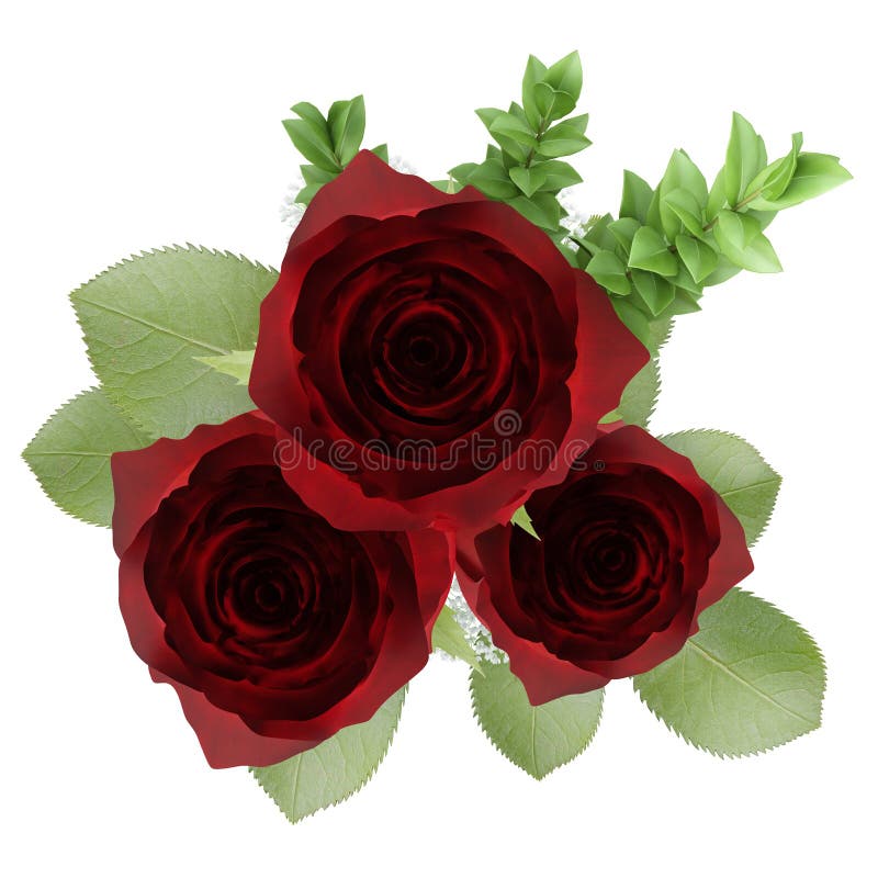 Un punto di vista superiore di tre rose rosse in vaso isolato su bianco illustrazione di stock Un punto di vista superiore di tre rose rosse in vaso isolato su bianco illustrazione di stock