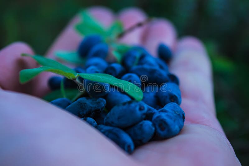 Un puñado de bayas azules de la madreselva en la palma de su mano fotos de archivo Un puñado de bayas azules de la madreselva en la palma de su mano fotos de archivo