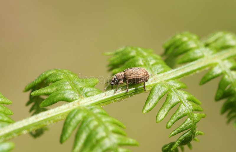 Un pyri comune minuscolo di Phyllobius del tonchio della foglia che si appollaia su una foglia della felce aquilina in una forest fotografia stock Un pyri comune minuscolo di Phyllobius del tonchio della foglia che si appollaia su una foglia della felce aquilina in una forest fotografia stock