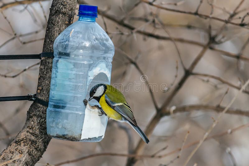 Un pájaro amarillo hermoso del tit está en la casa plástica transparente del alimentador de la botella en el parque en invierno imagen de archivo libre de regalías Un pájaro amarillo hermoso del tit está en la casa plástica transparente del alimentador de la botella en el parque en invierno imagen de archivo libre de regalías