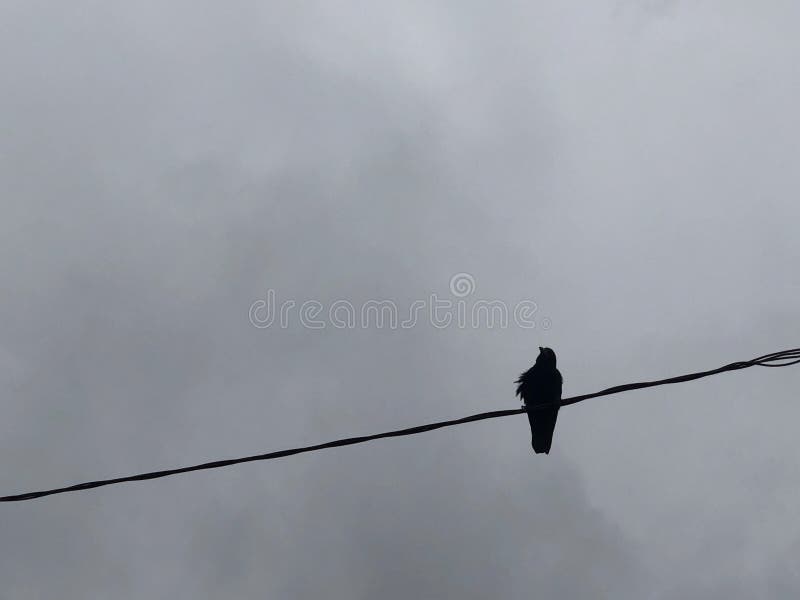Un pájaro negro se sienta en los cables Silueta de un cuervo sentado en un cable eléctrico fotografía de archivo libre de regalías Un pájaro negro se sienta en los cables Silueta de un cuervo sentado en un cable eléctrico fotografía de archivo libre de regalías