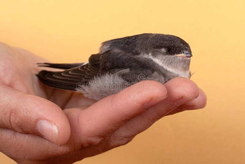 Un pájaro pequeño se mueve en la mano sobre un fondo amarillo imágenes de archivo libres de regalías Un pájaro pequeño se mueve en la mano sobre un fondo amarillo imágenes de archivo libres de regalías