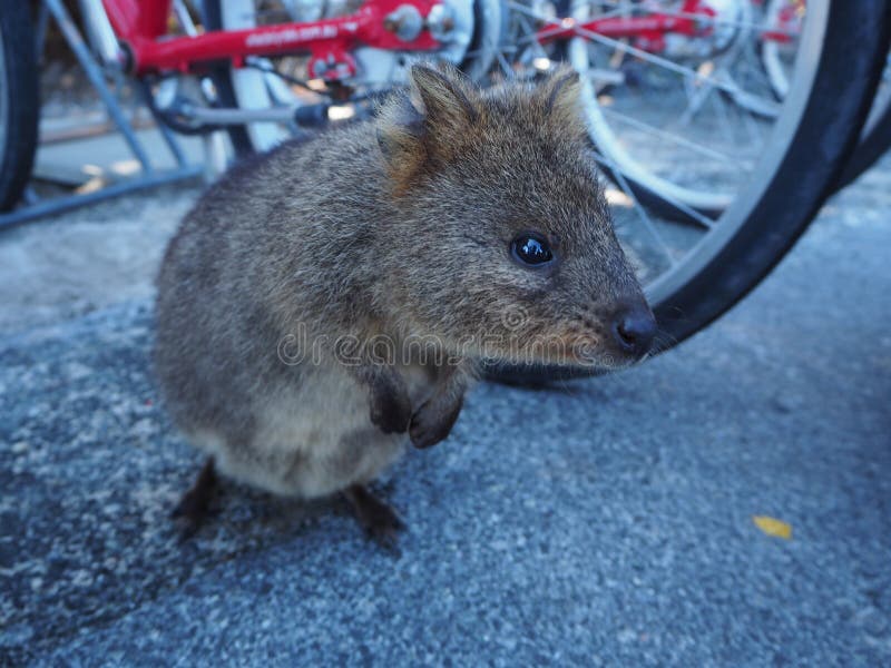 Un quokka sveglio da Perth immagini stock Un quokka sveglio da Perth immagini stock