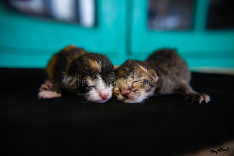 Un qu? gatito reci?n nacido lindo que duerme junto, el 30 de mayo de 2019, 09:03 imagen de archivo libre de regalías Un qu? gatito reci?n nacido lindo que duerme junto, el 30 de mayo de 2019, 09:03 imagen de archivo libre de regalías