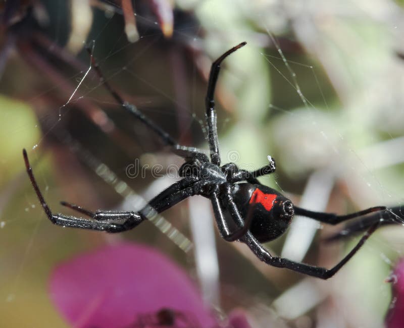 Un ragno della vedova nera nel suo web