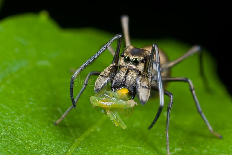 Un ragno di salto formica-mimico con la preda