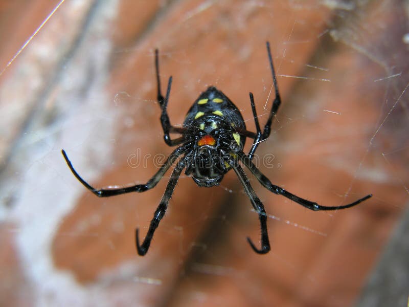 Un ragno nel suo Web