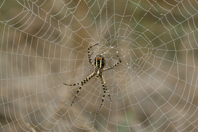 Un ragno sul suo Web.