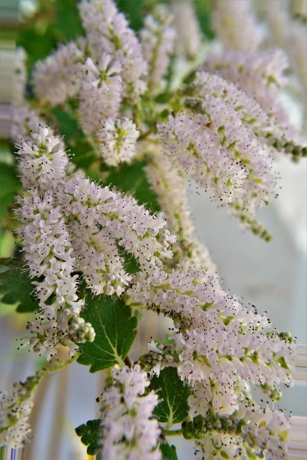 Un ramo con vari fiori e foglie di commiphora myrha fotografie stock
