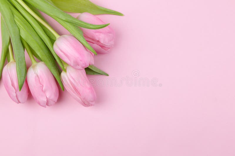 Un ramo de flores rosadas hermosas de los tulipanes en un fondo rosado de moda Primavera holidays Visión superior Lugar libre Flo foto de archivo Un ramo de flores rosadas hermosas de los tulipanes en un fondo rosado de moda Primavera holidays Visión superior Lugar libre Flo foto de archivo
