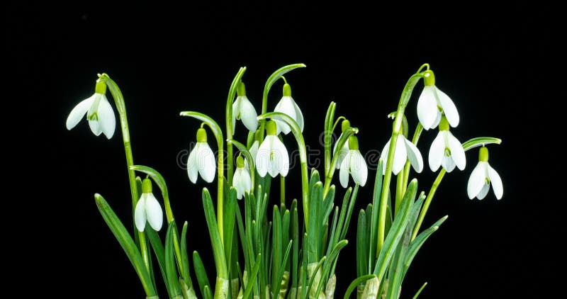 Un ramo de galanthus primaveral sobre un fondo negro la primavera nevada el lapso de tiempo