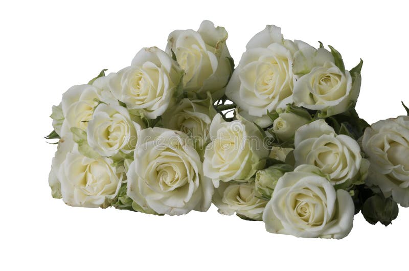 Un Ramo De Rosas Blancas Sobre Un Fondo Blanco, Sin Procesar Foto de  archivo - Imagen de manojo, planta: 172671334