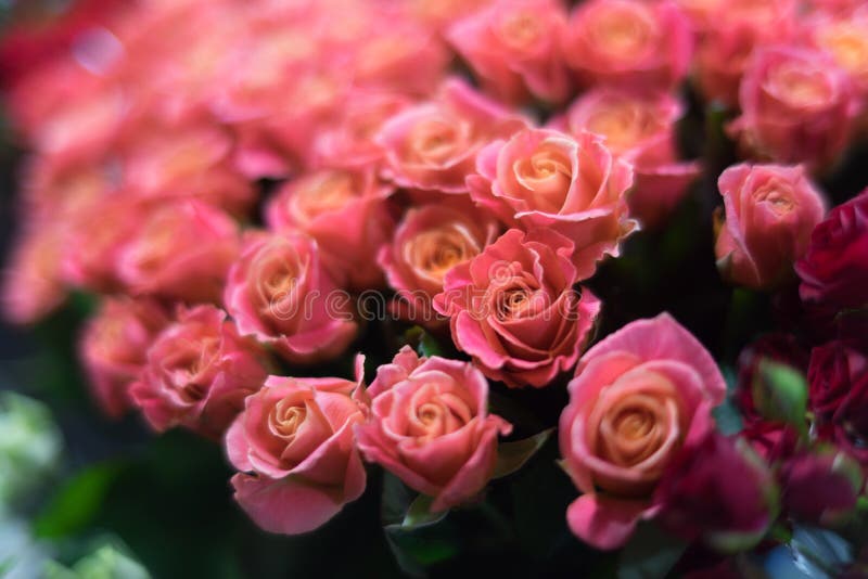 Un ramo de rosas en el foco de la lente de retrato en la luz romántica de igualación fotografía de archivo libre de regalías Un ramo de rosas en el foco de la lente de retrato en la luz romántica de igualación fotografía de archivo libre de regalías