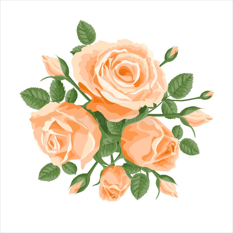 Un Ramo De Rosas De Marfil Rosa. Ilustración De Decoración Vectorial Con  Rosas Y Hojas. Para Postales Invitaciones De Boda Textile Ilustración del  Vector - Ilustración de brote, regalo: 182764036