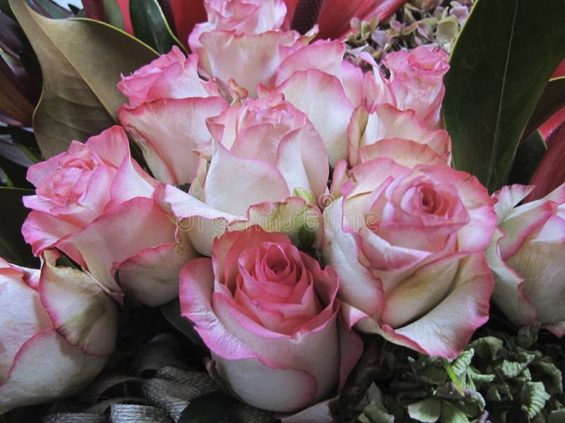 Un ramo de rosas rosadas en un manojo imagenes de archivo Un ramo de rosas rosadas en un manojo imagenes de archivo