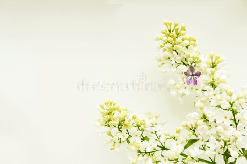 Un ramo del lill? bianco su un fondo leggero, con un lilla cinque-coperto di foglie immagini stock Un ramo del lill? bianco su un fondo leggero, con un lilla cinque-coperto di foglie immagini stock
