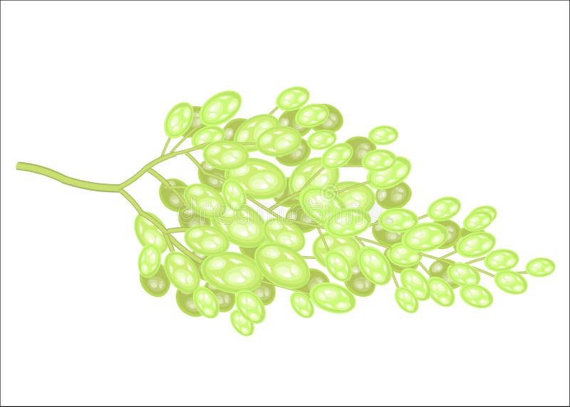 Un ramo dell'uva succosa dolce Bacche deliziose mature Frutti per il gusto raffinato La fonte di vitamine e di traccia royalty illustrazione gratis Un ramo dell'uva succosa dolce Bacche deliziose mature Frutti per il gusto raffinato La fonte di vitamine e di traccia royalty illustrazione gratis