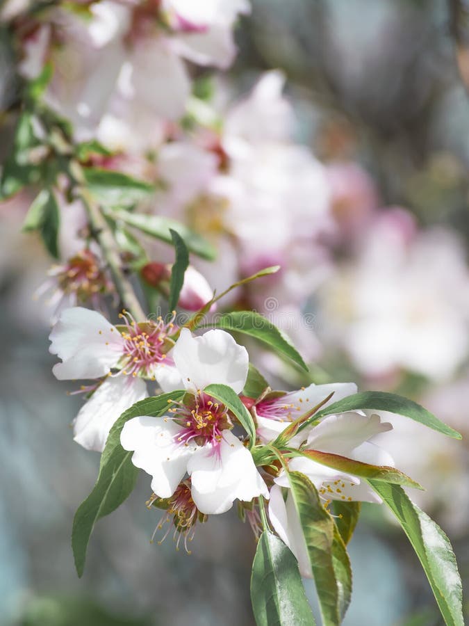 Un ramo di un mandorlo meravigliosamente sbocciante Petali bianchi del primo piano con gli stami e le foglie gialli Priorità bass fotografie stock Un ramo di un mandorlo meravigliosamente sbocciante Petali bianchi del primo piano con gli stami e le foglie gialli Priorità bass fotografie stock