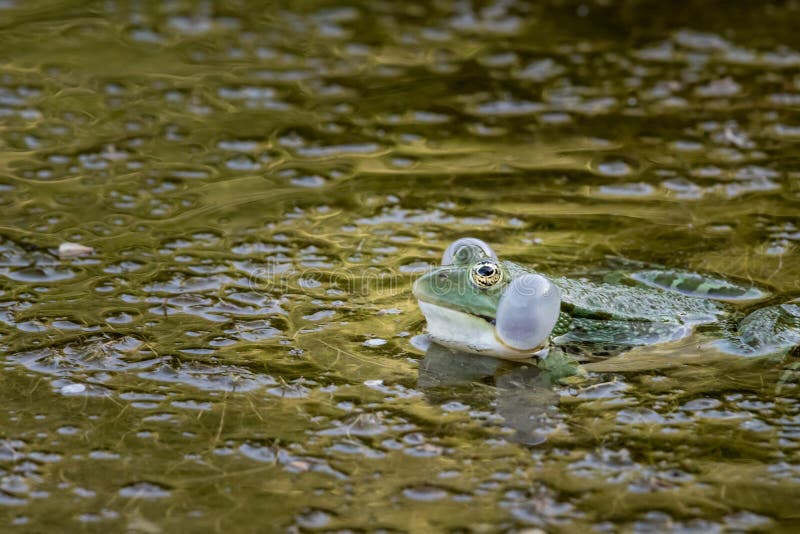 A water frog Rana ridibunda calling in a pond in Croatia, showing blowing bubbles. A water frog Rana ridibunda calling in a pond in Croatia, showing blowing bubbles