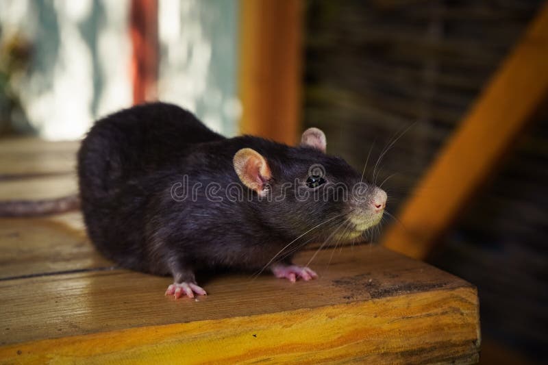 Un ratto nero che annusa intorno a una superficie di legno che mescola con lo sfondo naturale. Evidenzia il comportamento di picco immagini stock libere da diritti