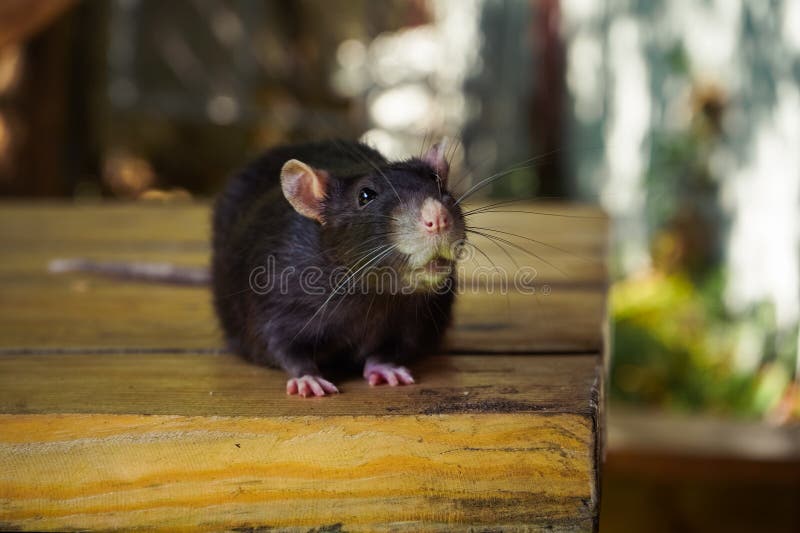 Un ratto nero che annusa intorno a una superficie di legno che mescola con lo sfondo naturale. Evidenzia il comportamento di picco immagini stock libere da diritti