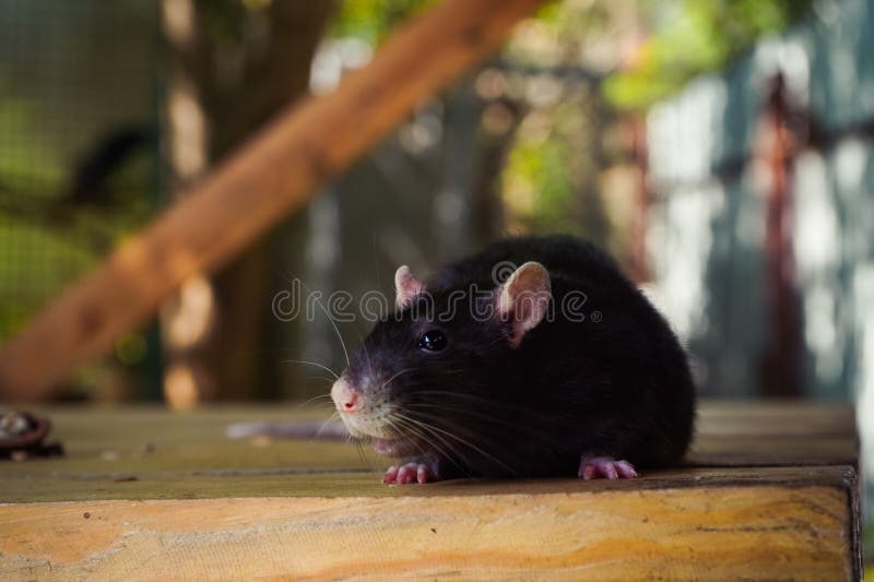 Un ratto nero che annusa intorno a una superficie di legno che mescola con lo sfondo naturale. Evidenzia il comportamento di picco fotografia stock libera da diritti