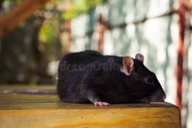 Un ratto nero che annusa intorno a una superficie di legno che mescola con lo sfondo naturale. Evidenzia il comportamento di picco fotografie stock