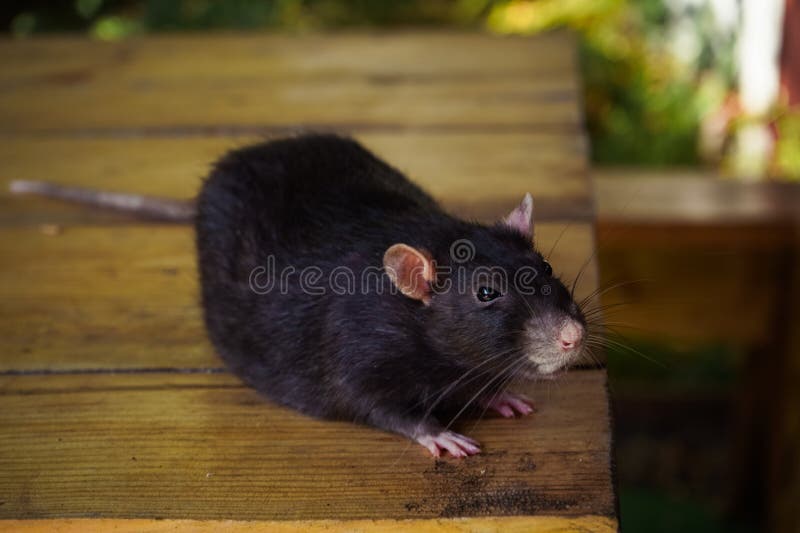 Un ratto nero che annusa intorno a una superficie di legno che mescola con lo sfondo naturale. Evidenzia il comportamento di picco fotografia stock libera da diritti