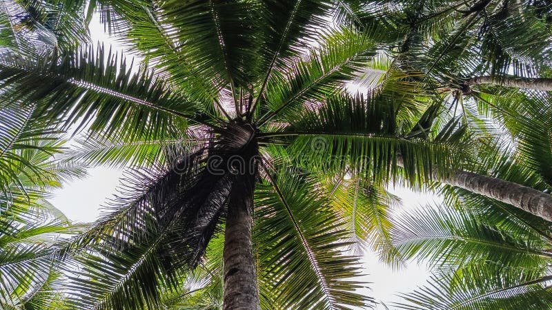 Un regard sur les palmiers à coco dans une forêt tropicale. En regardant les grands cocotiers Cocos nucifera dans une forêt tropicale dense présentant les frondes et les troncs texturés. Les feuilles forment un motif radial contre le ciel créant une canopée de vert. La lumière filtre à travers le feuillage en jetant des ombres délicates. La vue met en valeur la hauteur et l'inclinaison des palmiers typiques des régions chaudes humides.