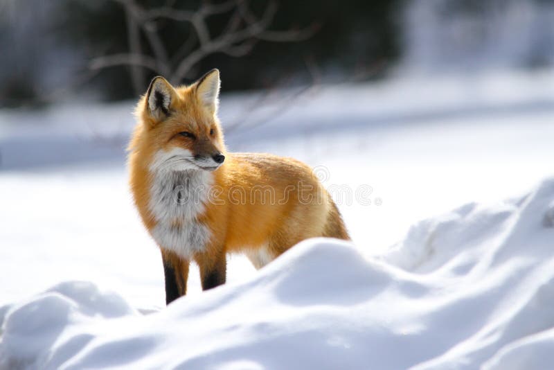 Poses de Fox rouge dans la neige