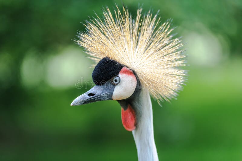 Un retrato de Grey Crowned Crane hermoso imágenes de archivo libres de regalías Un retrato de Grey Crowned Crane hermoso imágenes de archivo libres de regalías
