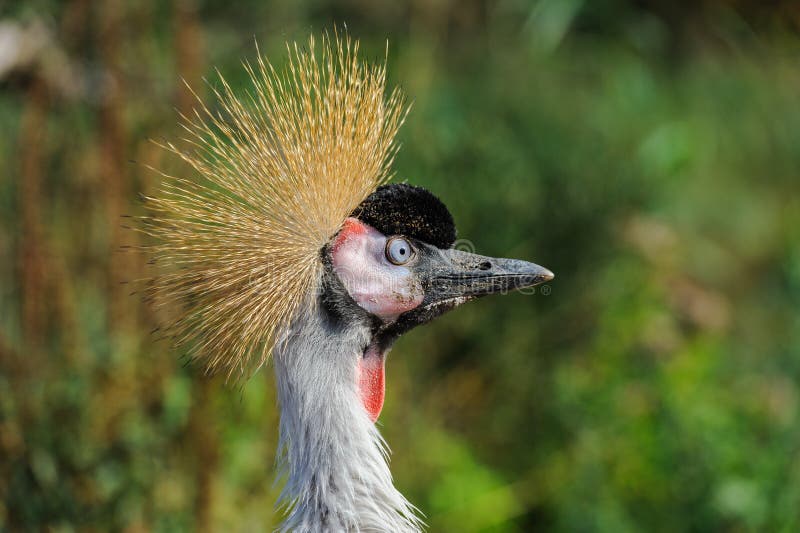 Un retrato de Grey Crowned Crane hermoso imágenes de archivo libres de regalías Un retrato de Grey Crowned Crane hermoso imágenes de archivo libres de regalías