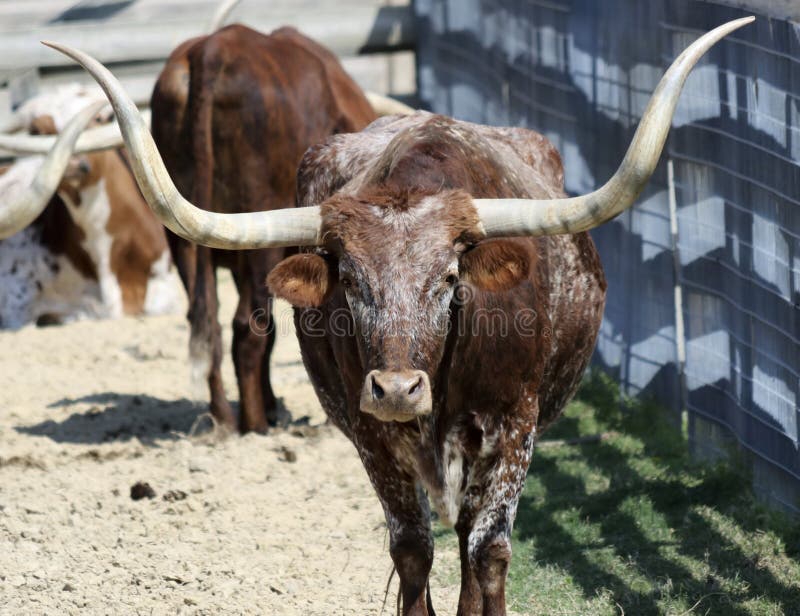 Un retrato de Texas Longhorn Steer foto de archivo libre de regalías Un retrato de Texas Longhorn Steer foto de archivo libre de regalías
