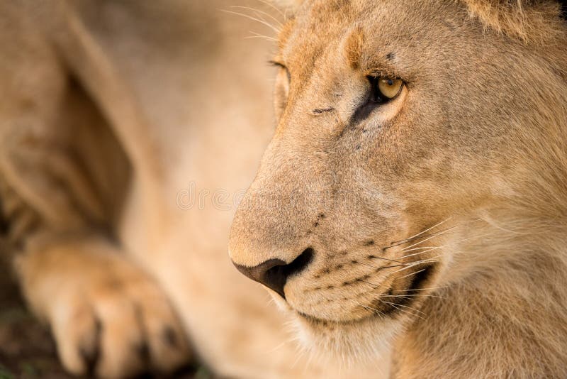Un ritratto dettagliato di un giovane leone maschio immagini stock libere da diritti