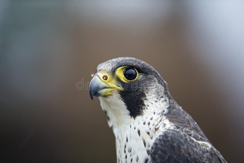 Un ritratto di un peregrinus femminile di Falco del falco pellegrino preso in Germania per suonare fotografia stock Un ritratto di un peregrinus femminile di Falco del falco pellegrino preso in Germania per suonare fotografia stock