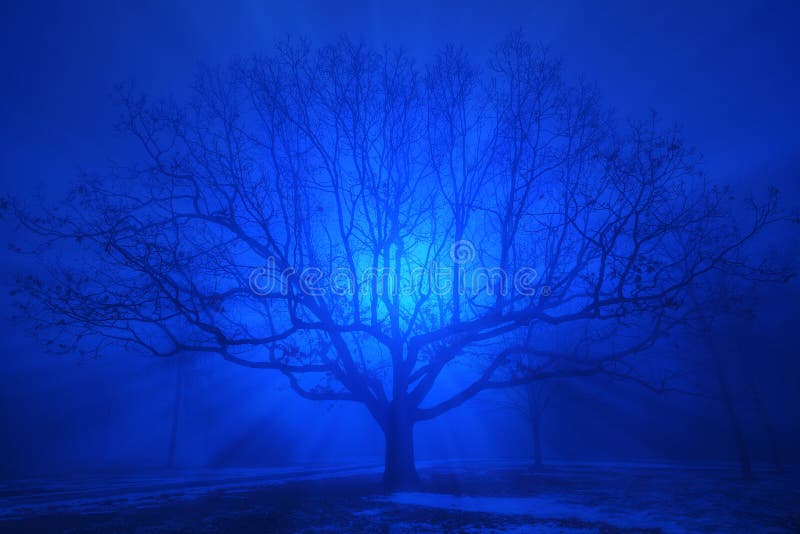 Un roble hermoso en niebla azul de la tarde imagen de archivo libre de regalías Un roble hermoso en niebla azul de la tarde imagen de archivo libre de regalías