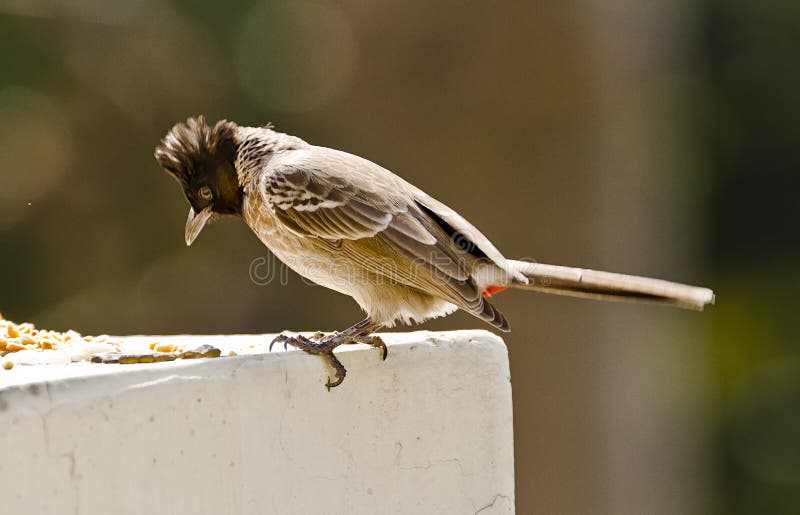 A common nightingale feeding at a bird feeder on a sunny day. A common nightingale feeding at a bird feeder on a sunny day