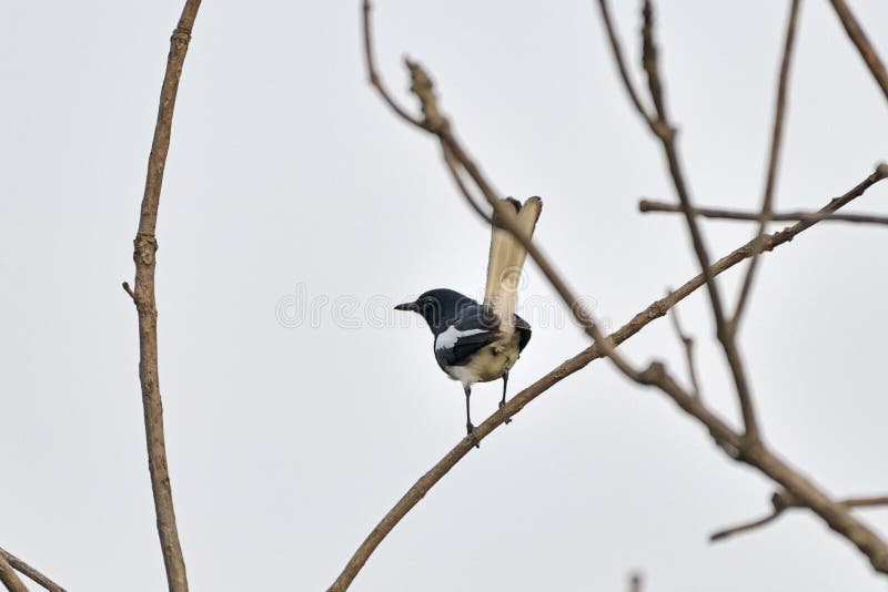 A Nightingale seen hopping from branch to branch before it took a longer flight. A Nightingale seen hopping from branch to branch before it took a longer flight