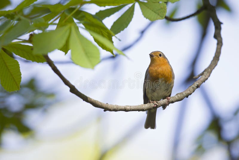 Un rubecula européen adulte d'Erithacus de merle été perché sur une branche d'arbre en parc de ville de Berlin photos stock Un rubecula européen adulte d'Erithacus de merle été perché sur une branche d'arbre en parc de ville de Berlin photos stock