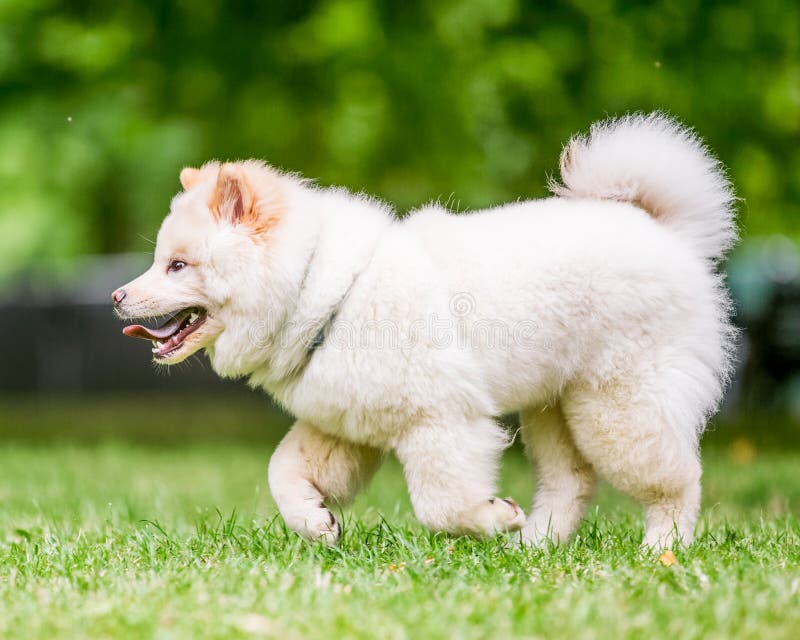 Un samoyedo blanco que corre al lado a través de un parque imágenes de archivo libres de regalías Un samoyedo blanco que corre al lado a través de un parque imágenes de archivo libres de regalías