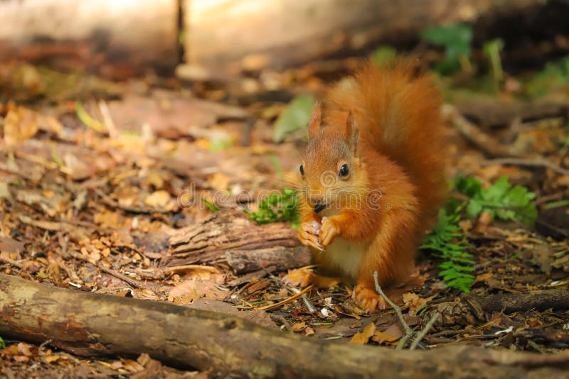 Un Sciurus d'écureuil rouge de bébé vulgaris photographie stock Un Sciurus d'écureuil rouge de bébé vulgaris photographie stock