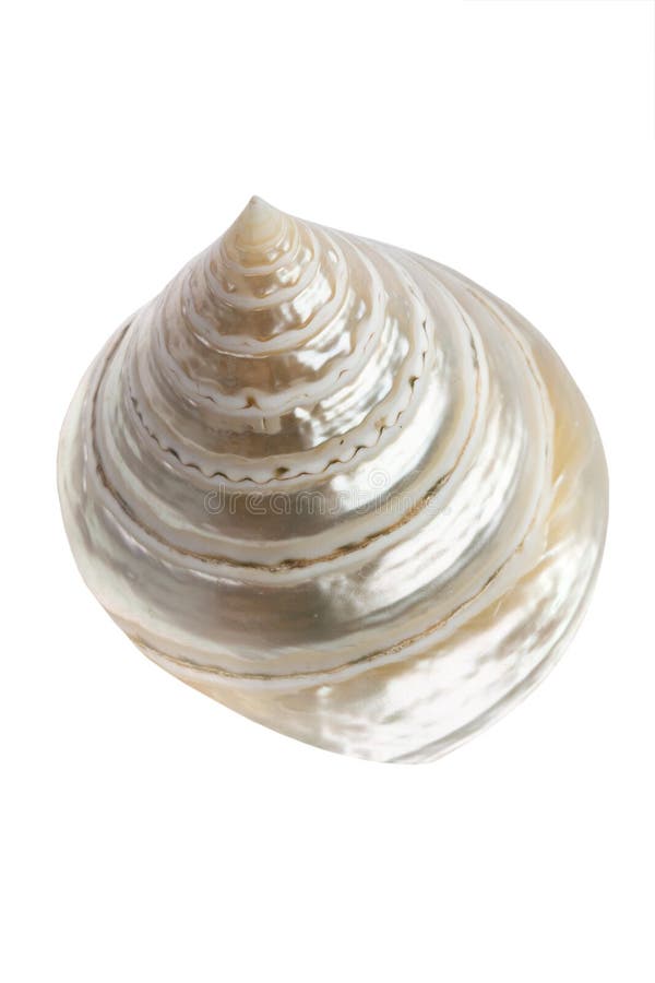 An isolated conch seashell on white background. An isolated conch seashell on white background