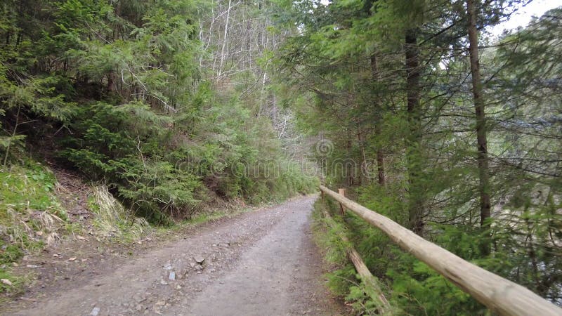 Un sendero forestal en las montañas de ucrania. sinónimo de lago de alta montaña